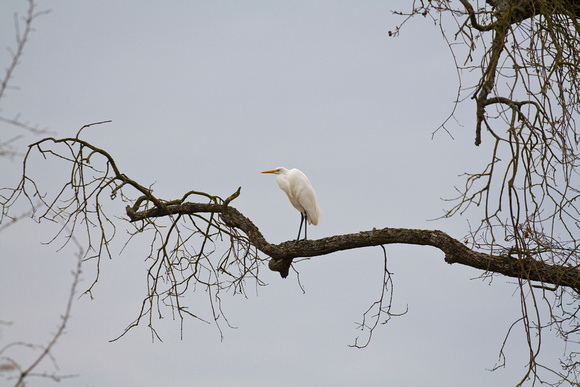Egret on a Limb