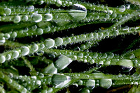 Wet Grass