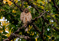 Grumpy Hawk