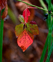 Colors