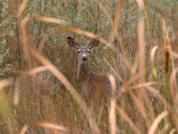 Dry Grass Deer