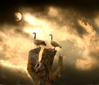 Majestic Geese