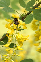 Carpenter bee