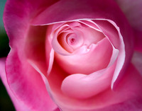 Sarah's Rose